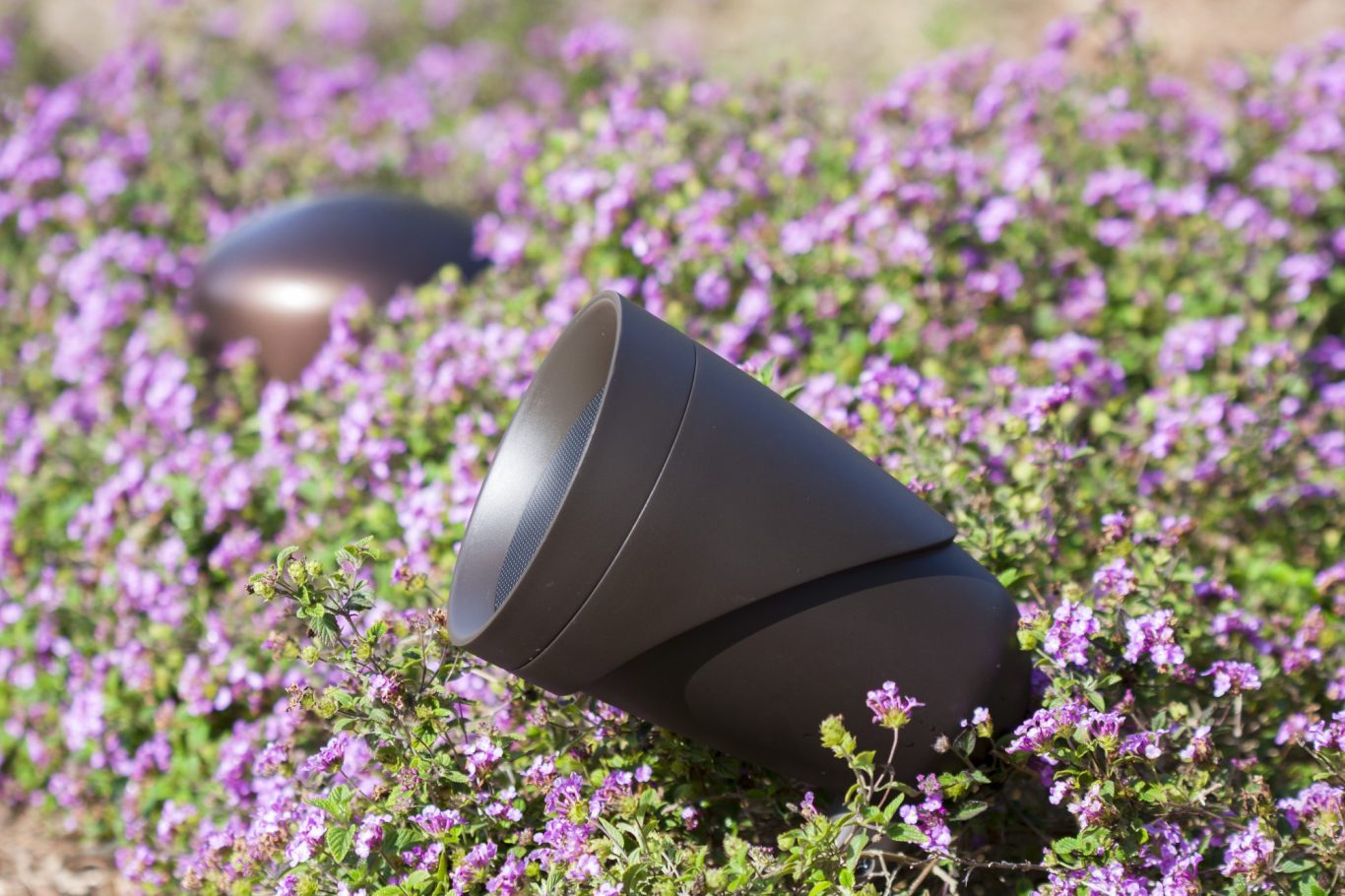 Erdspießlautsprecher Braune Erdspießlautsprecher stecken in blühenden lila Pflanzen.