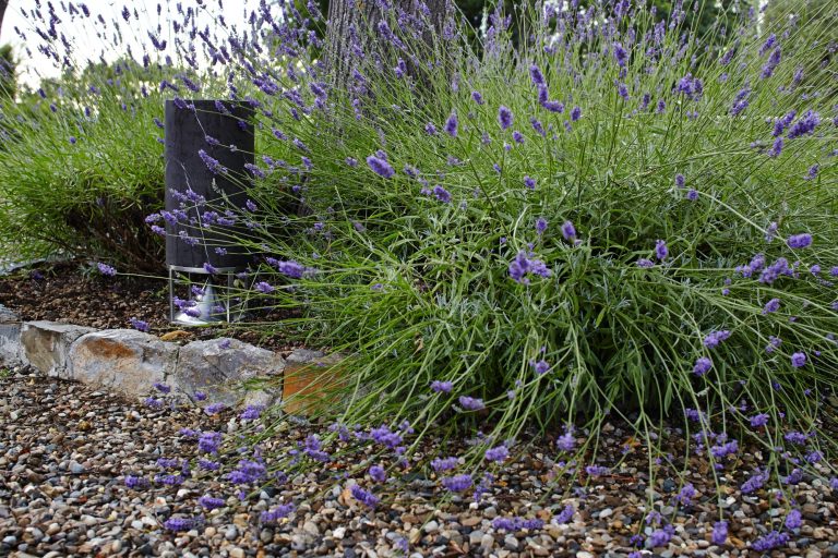 360° Lautsprecher Lavendelsträucher mit lila Blüten und Kieselsteinen im Hintergrund.